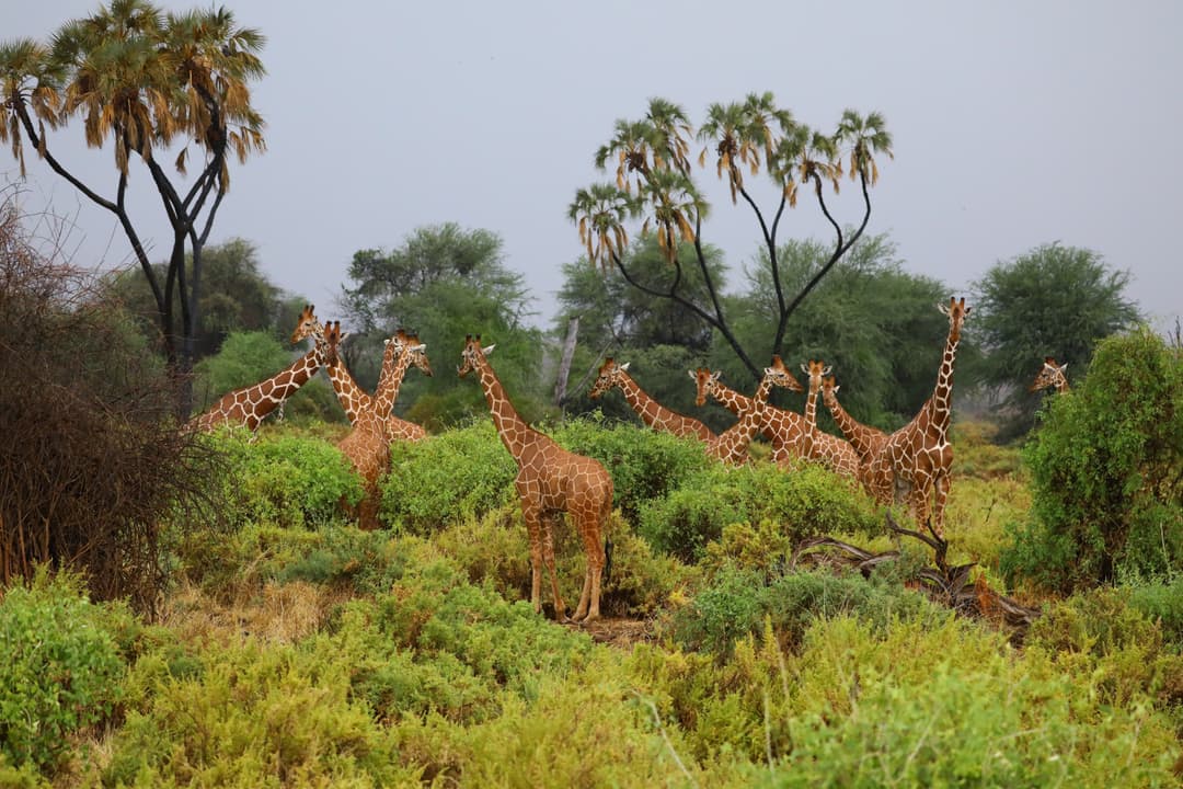 Safari Adventure in Kenya